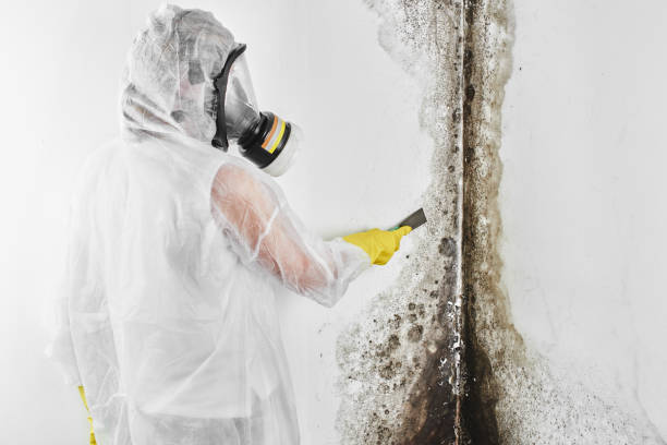 Best Black Mold Removal  in Franklin Park, IL