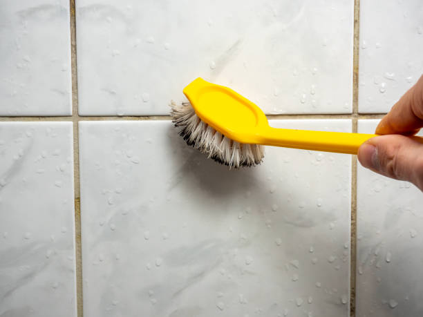 Best Certified Mold Removal  in Franklin Park, IL