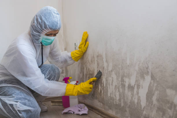 Best Mold Damage Repair  in Franklin Park, IL