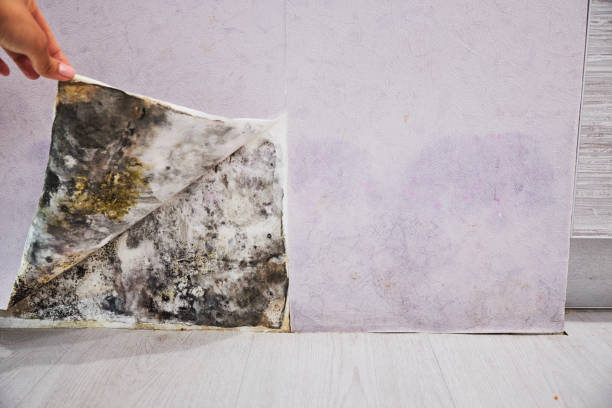 Best Local Mold Removal Service  in Franklin Park, IL